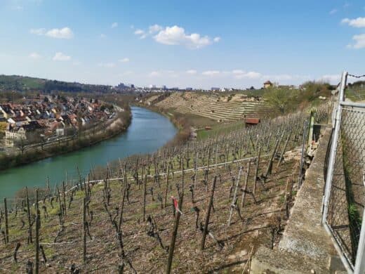 Ausblick vom Weinwanderweg auf den Neckar