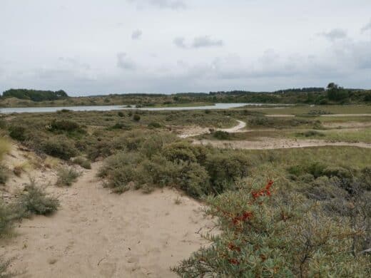 Vogelmeer im Nationalpark Zuid-Kennemerland