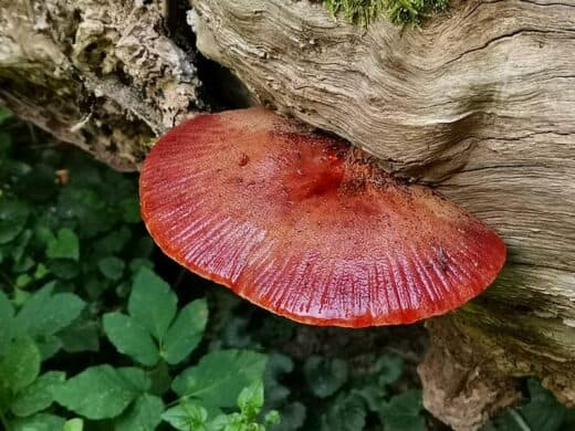 Dieser Pilz ist allerdings für jeden als Pilz zu erkennen :)