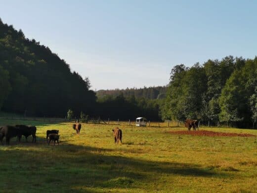 Die Wisente mussten derweil auf die Wiesenfläche