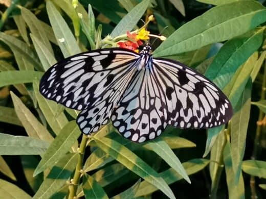 Einer der zahlreichen Schmetterlinge im Palmenhaus Wien