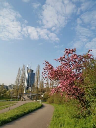 Und es blüht so schön derzeit in Stuttgart! 