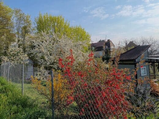 Schön blühende Sträucher in der Kleingartenanlage am Wartberg