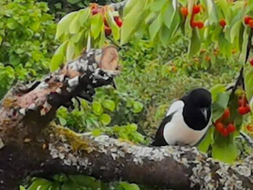 Elster auf dem Kirschbaum