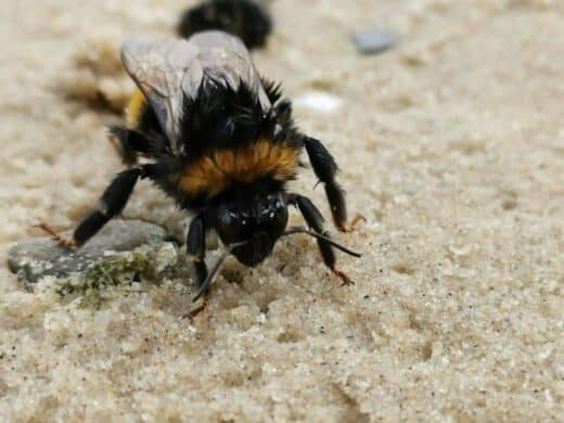 Frau Hummel am Südstrand Göhren