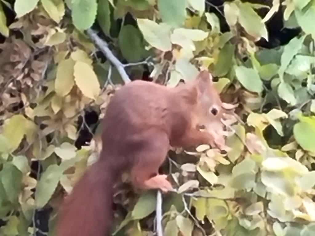 Eichhörnchen bei 30-fach Zoom ist suboptimal