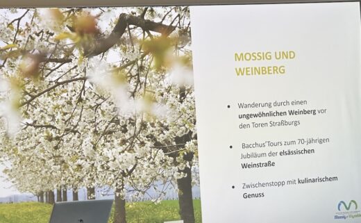 Einmal Präsentation abfotografiert, hier gerade "Mossig und Weinberg" mit blühenden Bäumen