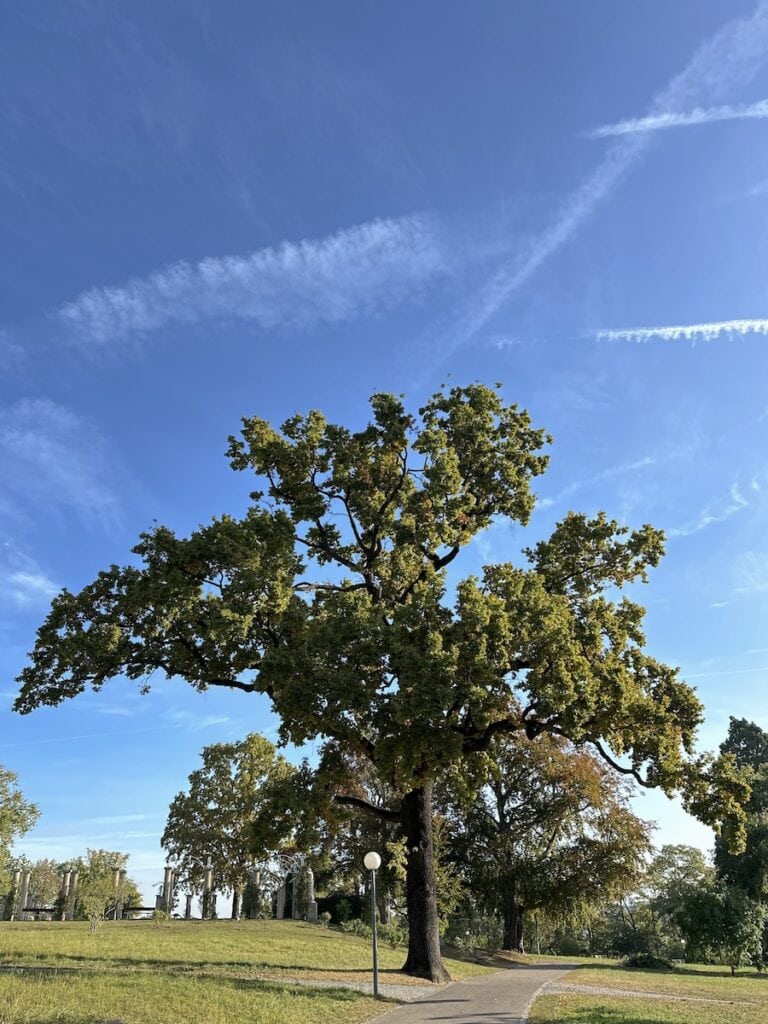 Einer der schönen Bäume im Rosensteinpark