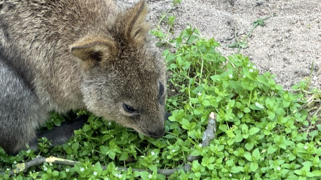 Ein Quokka! 