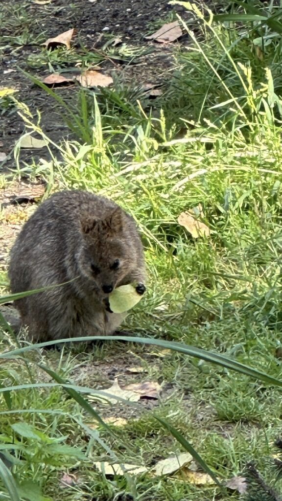 Quokka am Blatt futtern