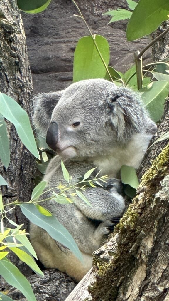 Wacher Koala, eine Seltenheit :)