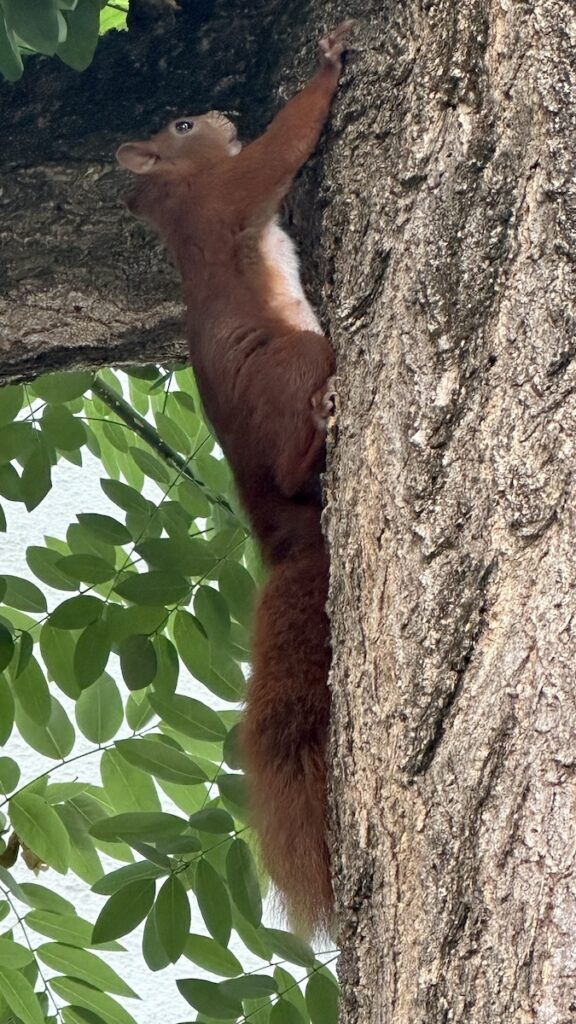 Rotes Hörnchen mit weißem Bauch am Baum