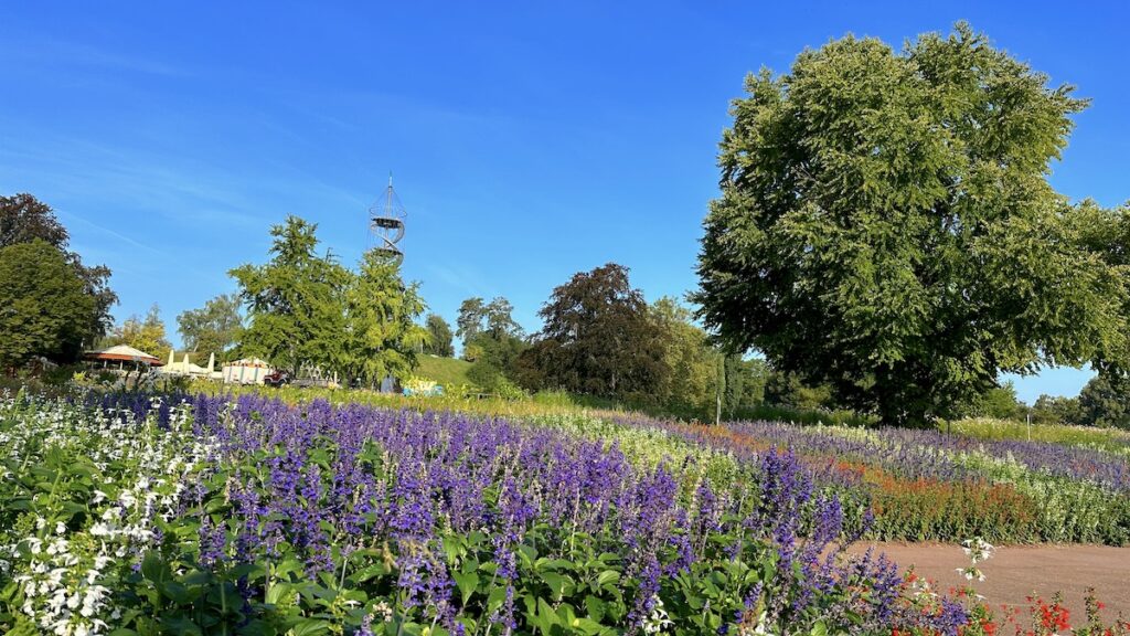 Blumen und Killesbergturm im Höhenpark