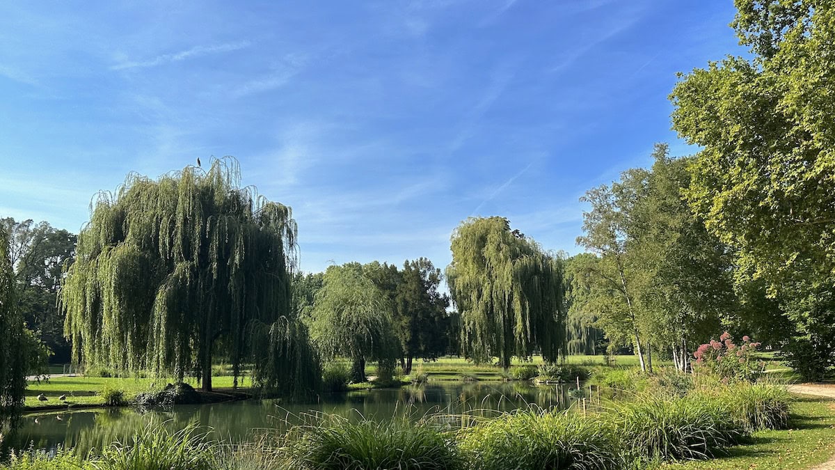 Trauerweiden an einem der Seen im Unteren Schlossgarten