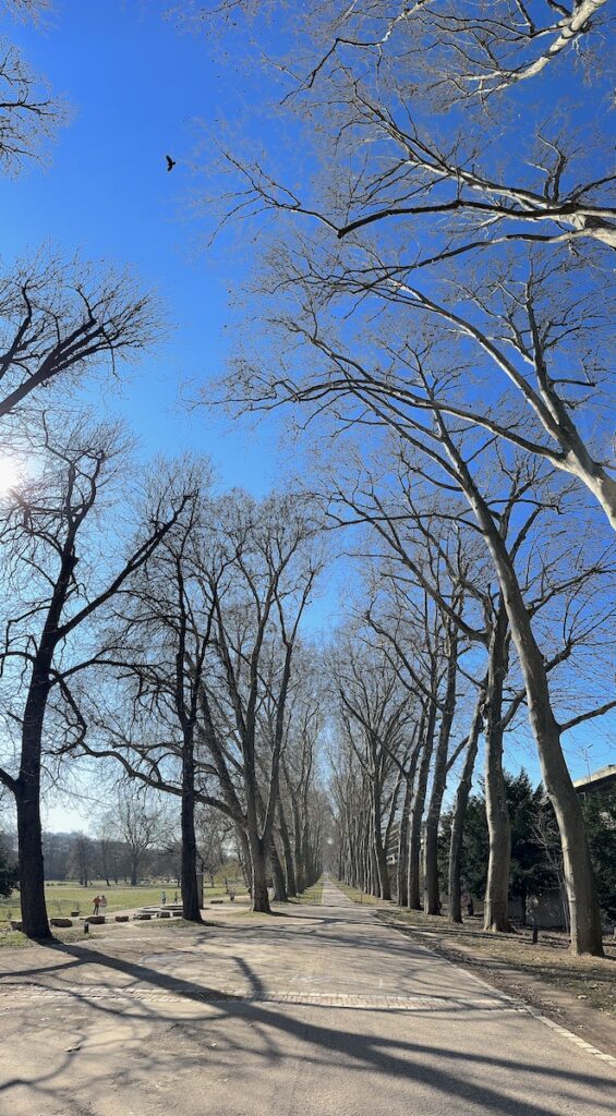 Allee mit Platanen im Unteren Schlossgarten Stuttgart