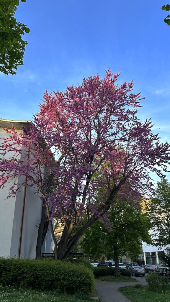 Baum an der Uni bei mir um die Ecke