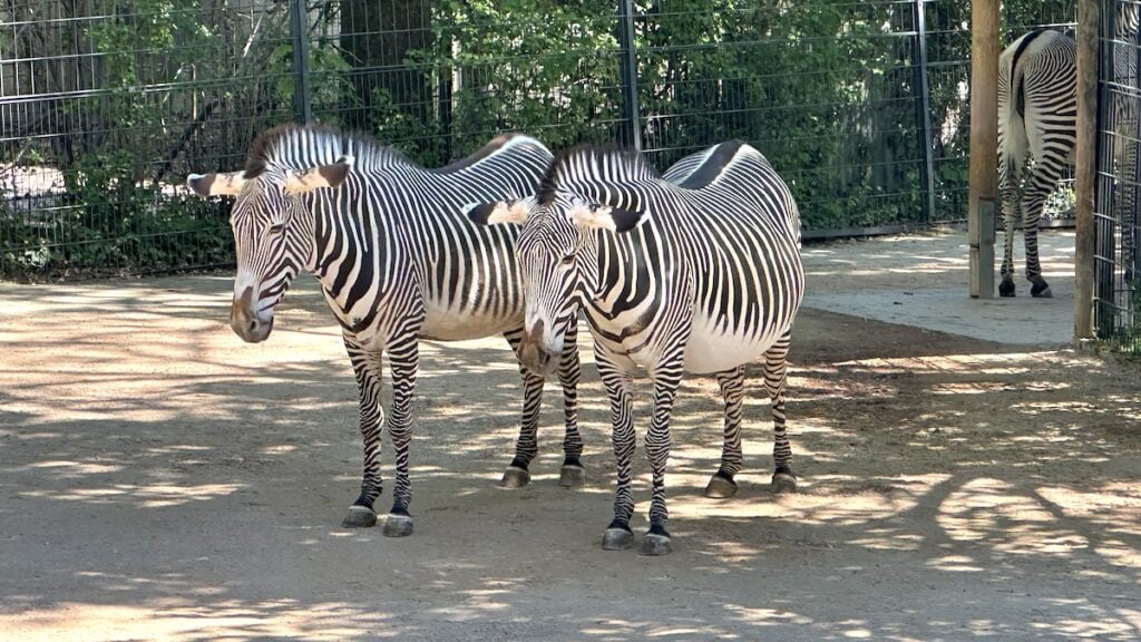 Zebras in der Wilhelma