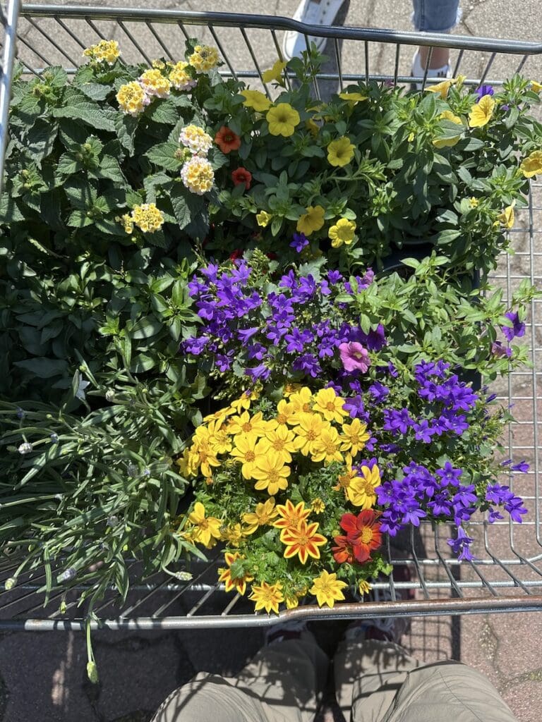 Ein Teil der Pflanzen für den Balkon