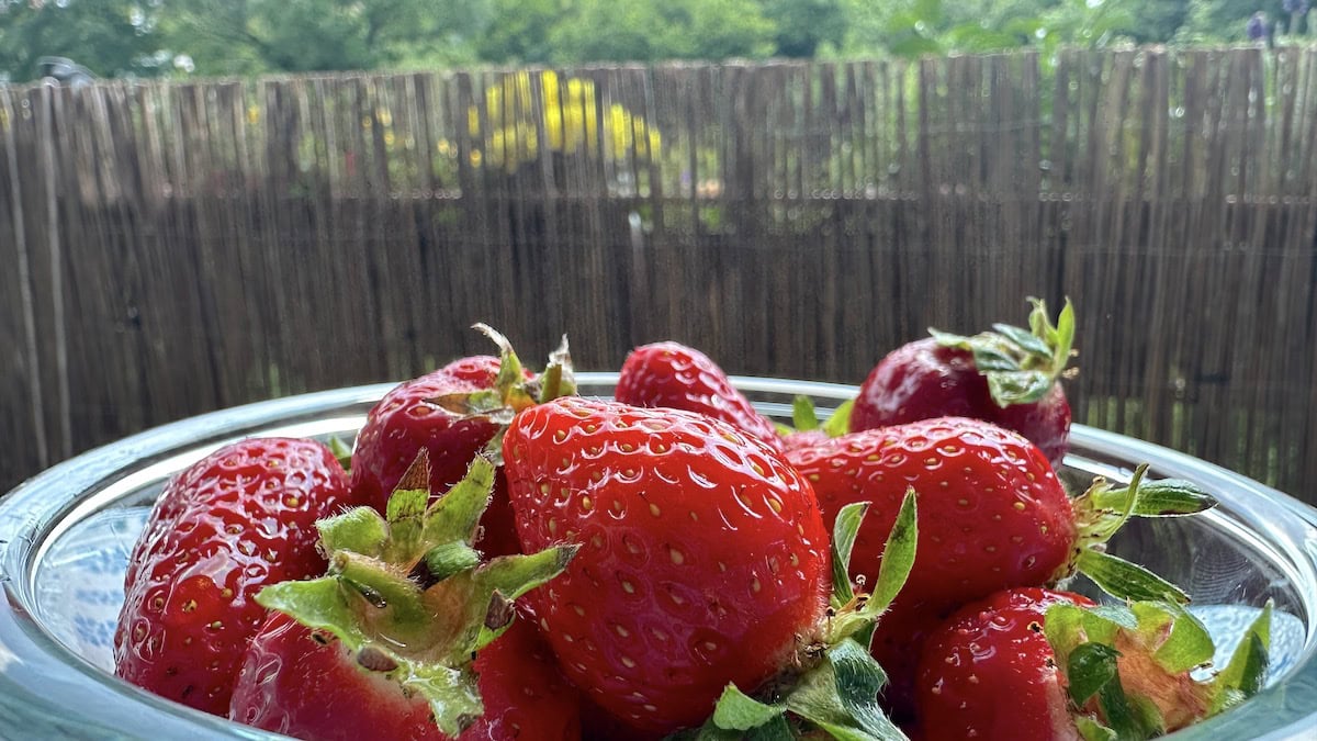 Erdbeeren auf dem Balkon
