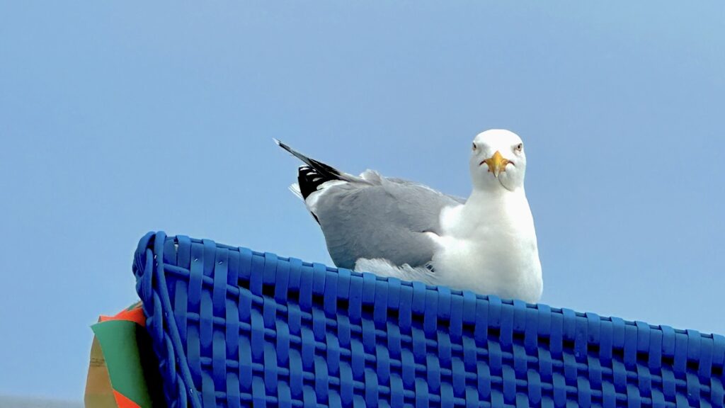 Möwe starrt uns an