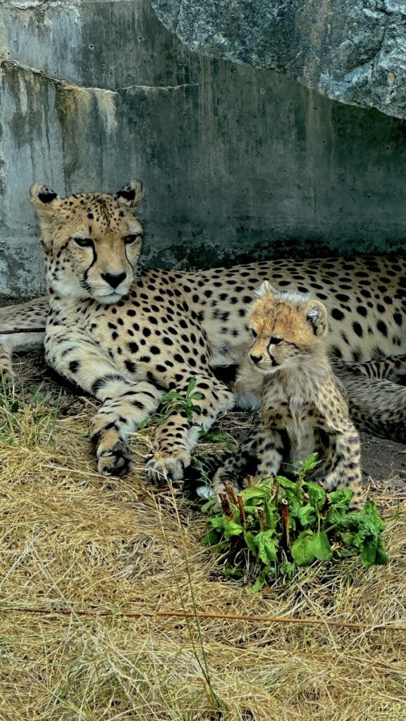 Mama Gepard mit einem Ihres Nachwuchses