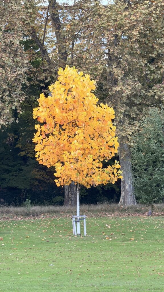 Knallgelber Baum im Unteren Schloßgarten