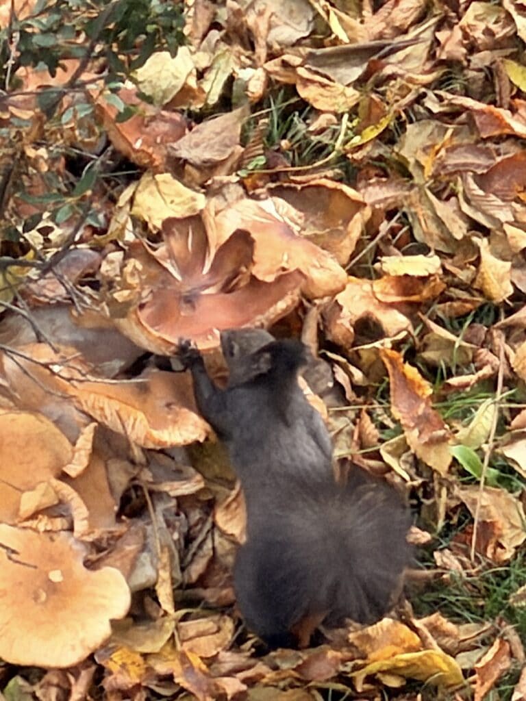 Eichhörnchen vor dem Haus