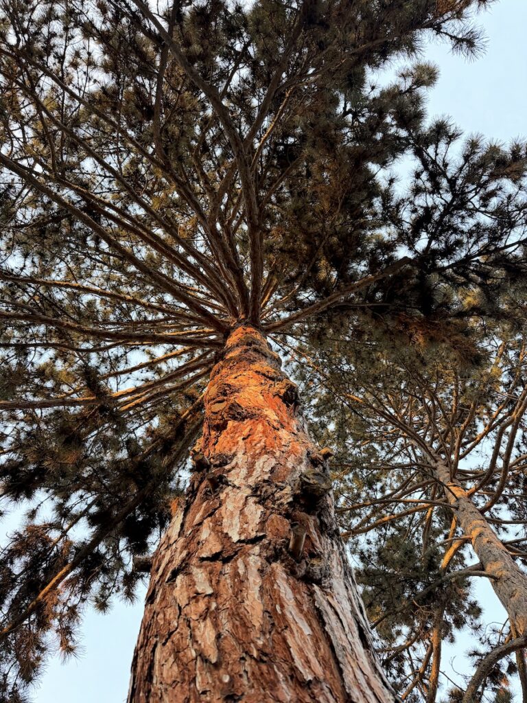 Kiefer. Ich mag Kiefern!