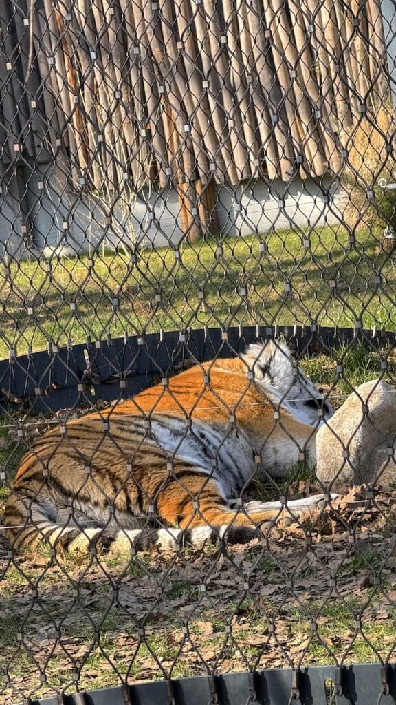 Pennender Tiger in der Wilhelma