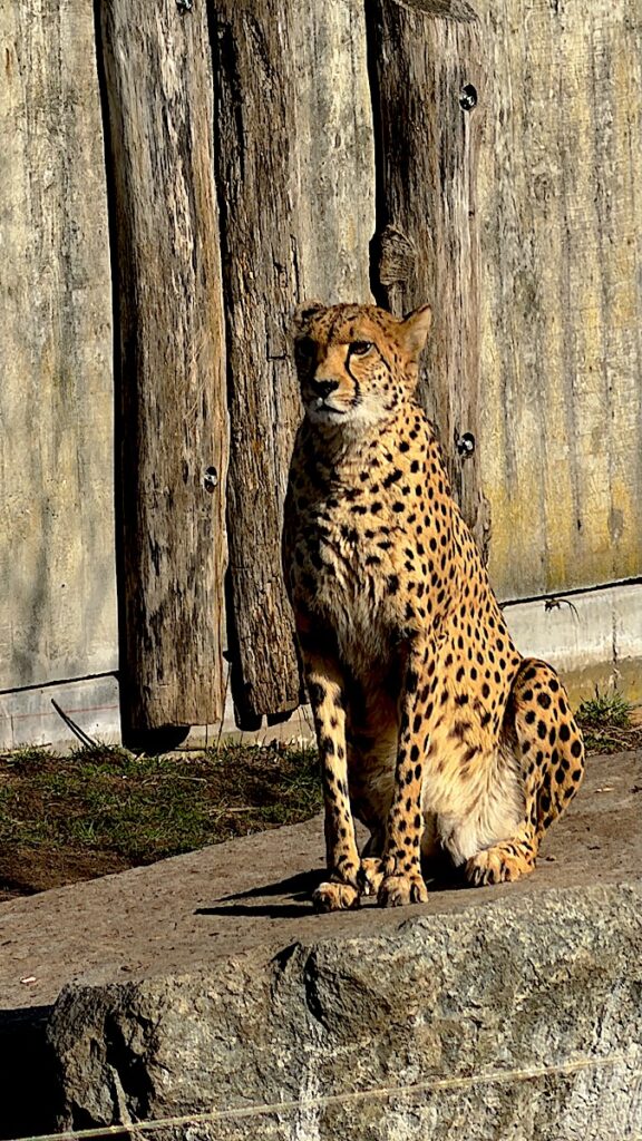 Wacher Gepard in der Wilhelma