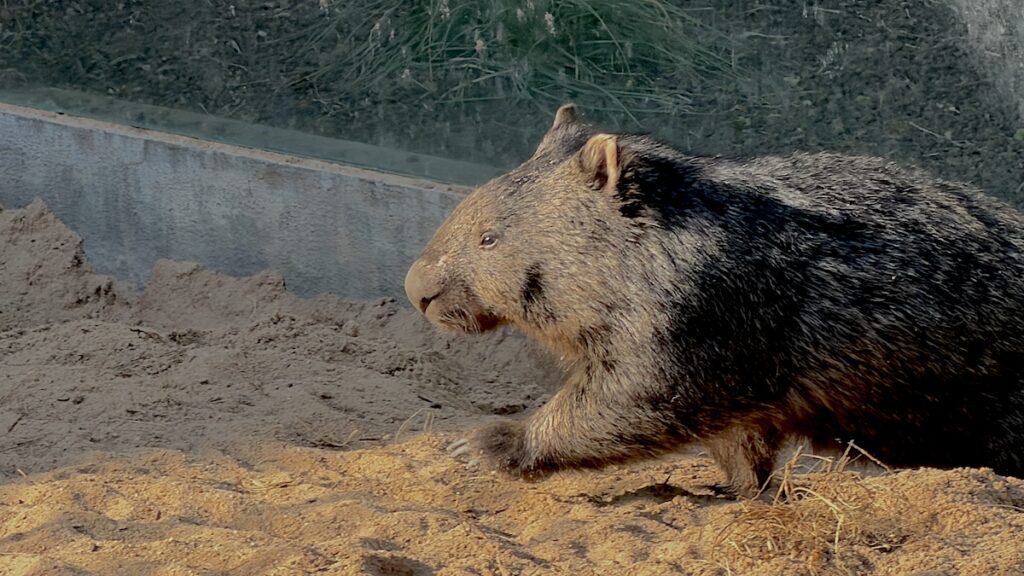 Wombat in Action