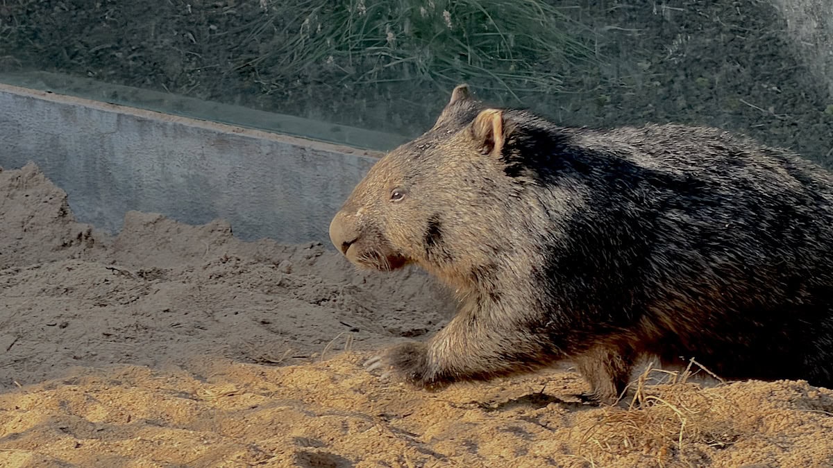 Wombat in Action