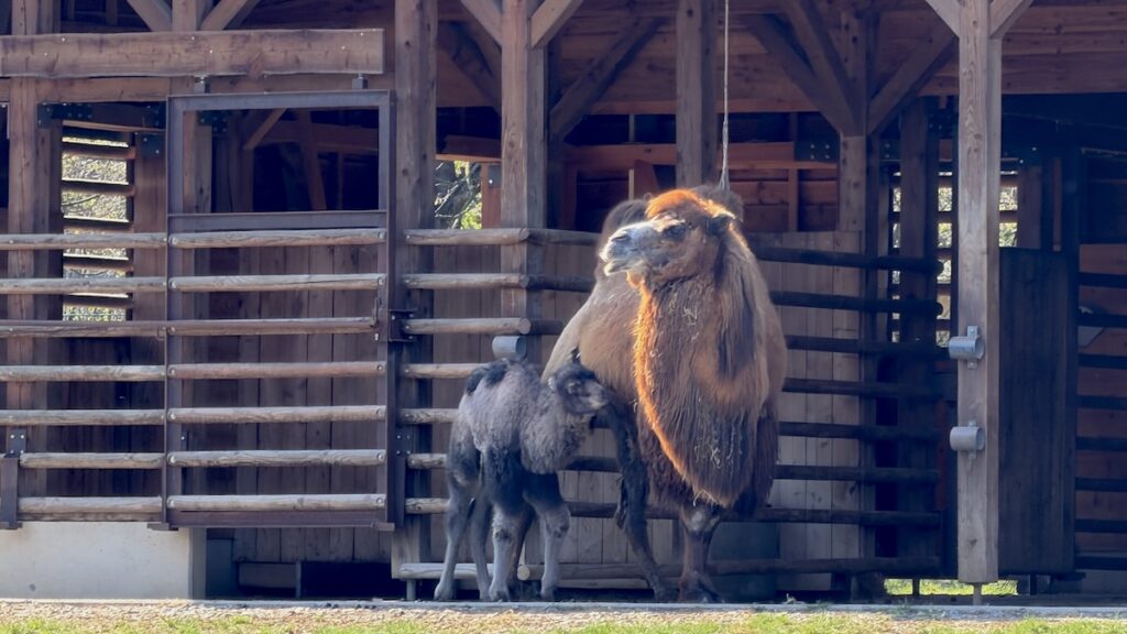 Babykamel, das schon nach einer Woche ziemlich groß. ist