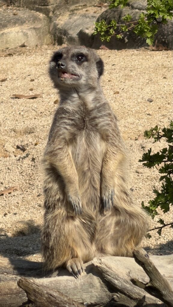 Dat Ermännchen glotzt