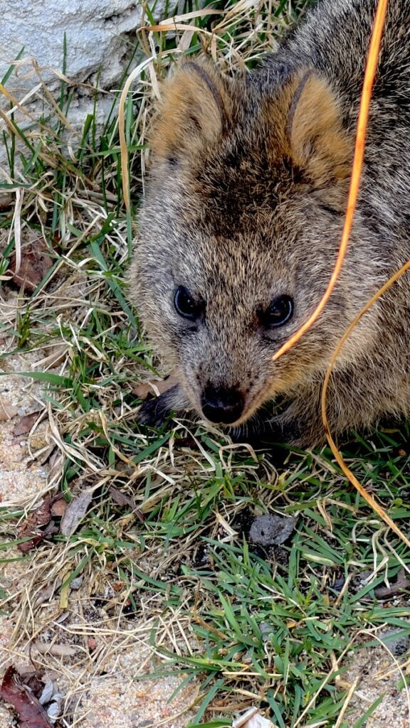 Quokka!