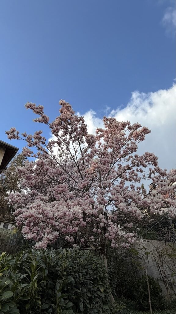 Und die Magnolien sind voll da