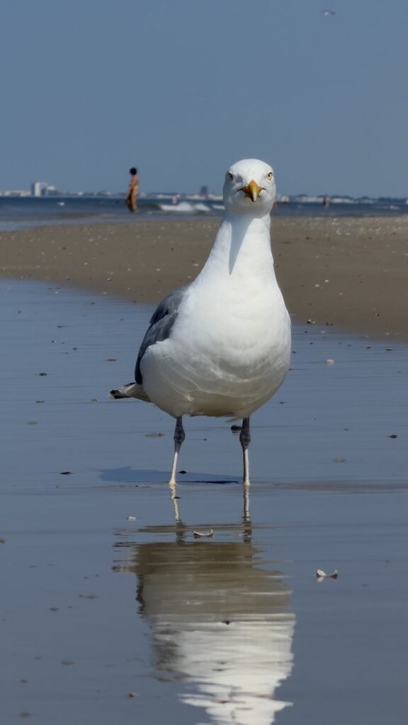 Möwe an der Wasserkante der Nordsee auf Juist