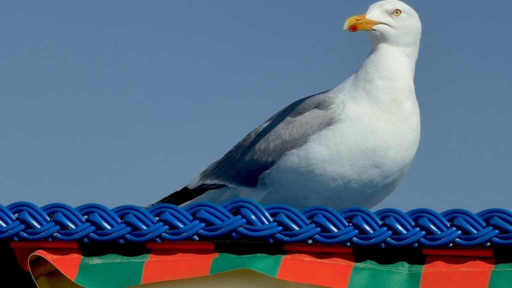 Möwe auf dem Strandkorb gegenüber von uns