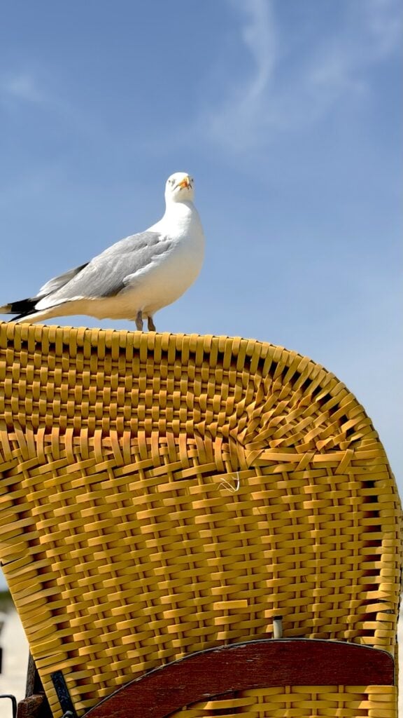 Möwe auf dem Strandkorb nebenan