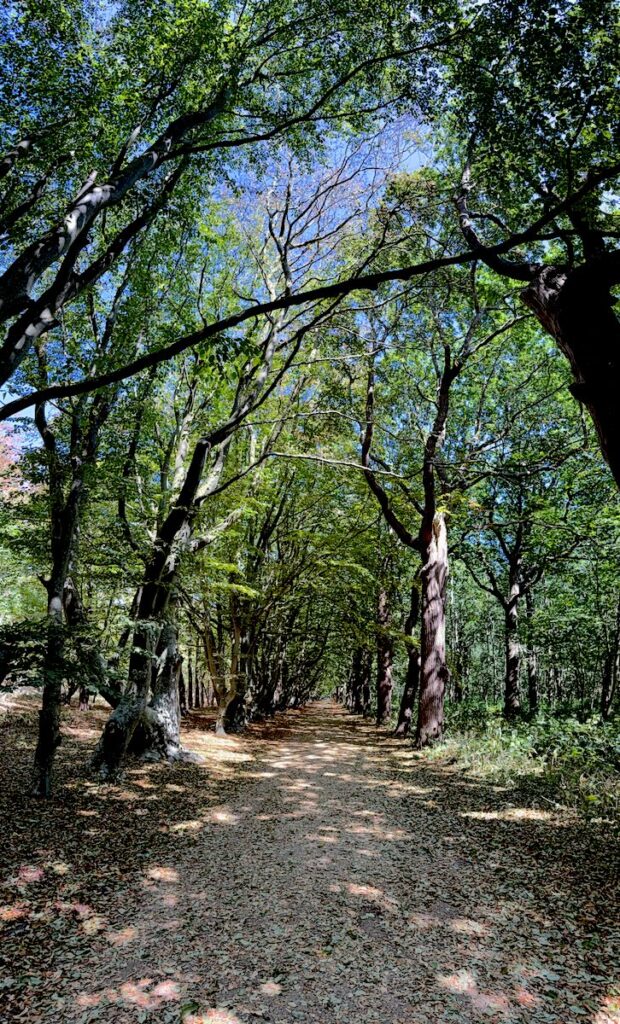 Waldweg mit krummen Bäumen zwischen Domburg und Oostkapelle