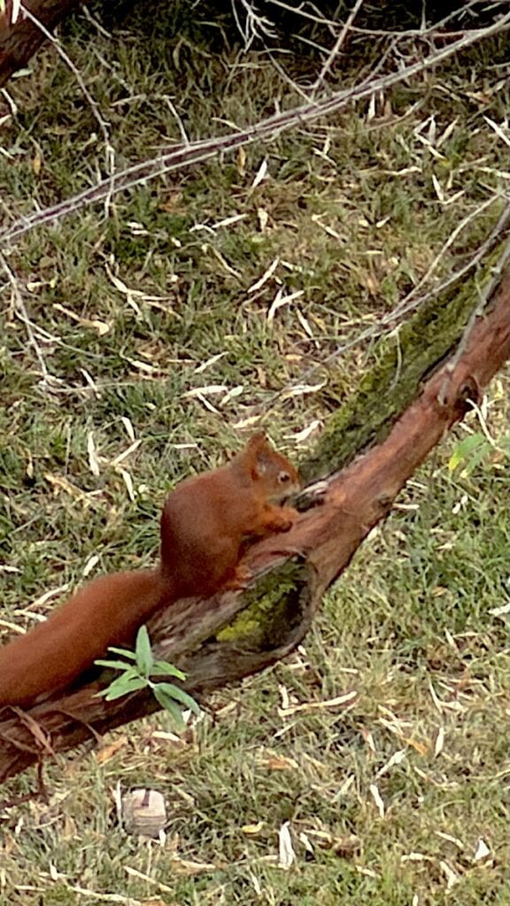 Eichhörnchen