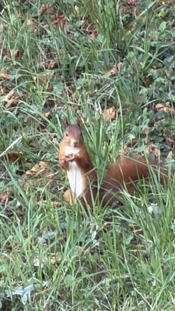 Eichhörnchen hält Blickkontakt zu mir