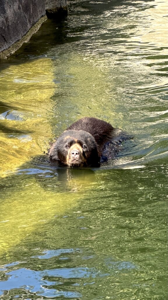 Braunbär schwimmt