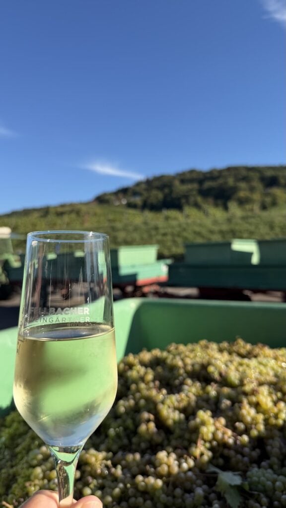 Secco und Trauben vor den Fellbacher Weinbergen