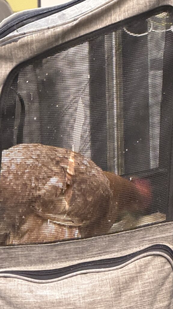 Huhn im Regionalzug in einem Käfig auf dem Rücken eines Menschen