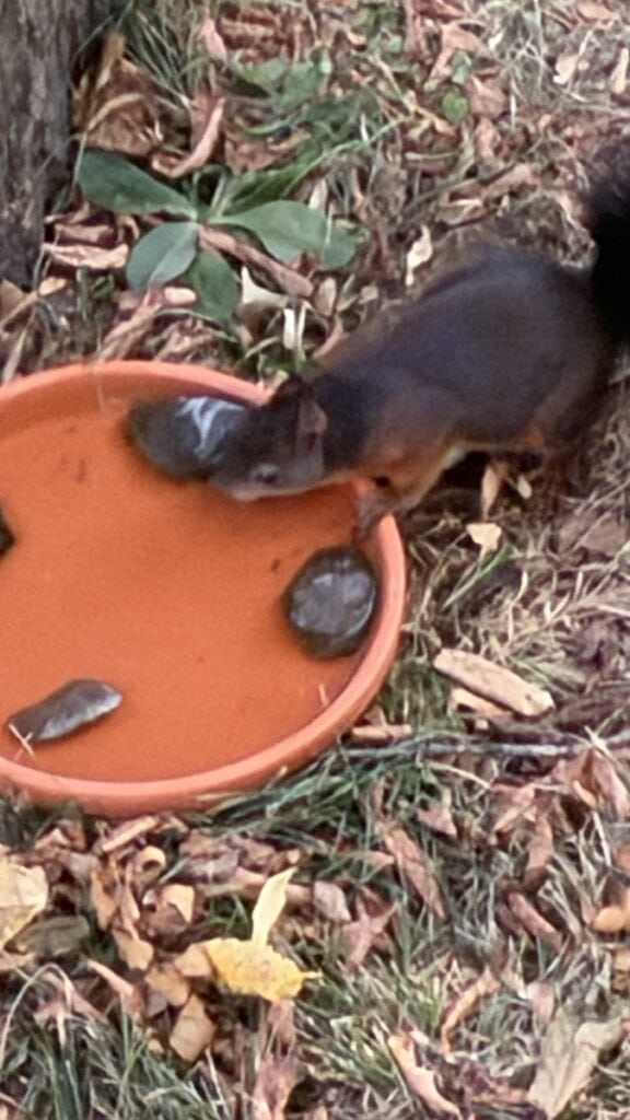 Eichhörnchen an meiner Tränke